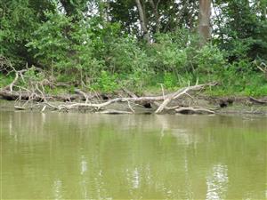 Početné diery nutrie riečnej v brehu mŕtveho ramena.