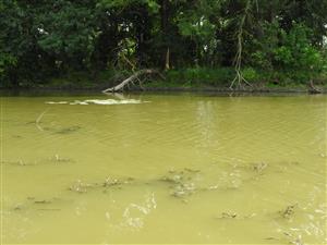 Zvírené bahno po činnosti nutrie riečnej.