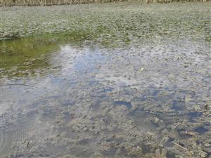 Porast Ceratophyllum demersum v čistejšej časti vodnej plochy.