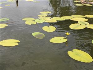 Listy Nuphar lutea trpiace nedostatkom výživy v dôsledku ohryzu nutriou riečnou.