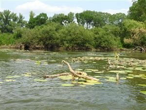 Devastované porasty Nuphar lutea s vyplavenými podzemkami na povrch vodnej hladiny v dôsledku ožeru nutriou riečnou.
