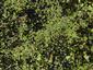 Porast Lemna minor, Spirodela polyrhiza, Lemna gibba.
