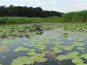 Vegetácia na hladine splývajúcich rastlín.