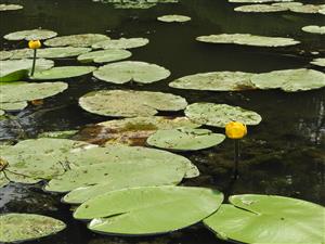 Nuphar lutea.