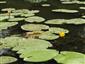 Nuphar lutea.