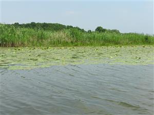 Porast vodnej vegetácie na okraji ramena.