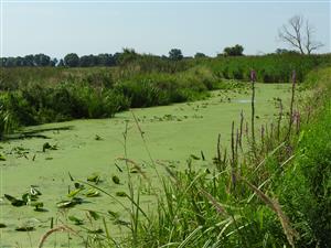 Pohľad na vodný tok s prevahou vegetácie biotopu 3150.
