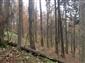 Bukové a jedľové kvetnaté lesy (15.10.2014)