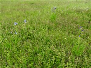 Trsy Iris sibirica.