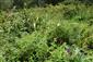Porast s Mentha longifolia, Symphytum officinale, Calystegia sepium, Iris pseudacorus