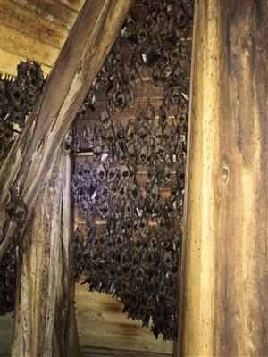časť kolónie Myotis myotis