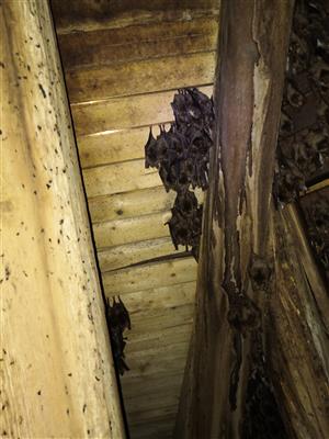 časť kolónie Myotis myotis