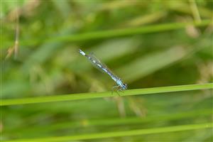 Samček Coenagrion ornatum na lokalite Lesenice oproti ihrisku.