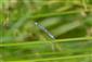 Samček Coenagrion ornatum na lokalite Lesenice oproti ihrisku.