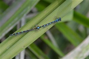Tandem coenagrion ornatum na TML Chrastnice, nad mostom.
