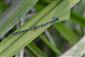Tandem coenagrion ornatum na TML Chrastnice, nad mostom.