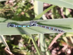 Tandem C. ornatum na lokalite Balog n/I.