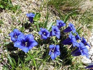 Gentiana Clusii