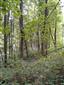 Lipovo-javorové sutinové lesy (15.8.2021)