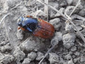 TMP3 (Aphodius scrutator)