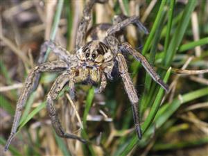 TML (Trochosa sp.)