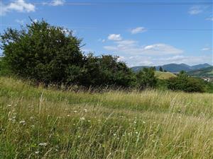 Charakter biotopu s permanentne inštalovanými tubusmi St08 - St15