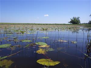 TML, interiér ramena plesiopotamon