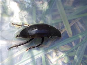 TML, výber pascí (Hydrophilus piceus)