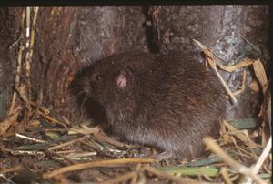 Hraboš podzemný (Microtus subterraneus) odchytený v mokraďovom spoločenstve - pramenisko s dominanciou Caltha palustris