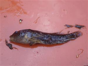 TML, výber pascí (Neogobius sp.)