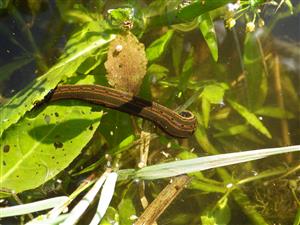 TMP (Hirudo medicinalis)