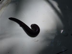 TMP (Hirudo medicinalis)