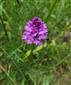 Suchomilné travinnobylinné a krovinové porasty na vápnitom podloží (*dôležité stanovištia Orchideaceae) (11.7.2021)