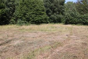 Nepokosená časť lokality Skároš s niekoľkými trsmi Sanguisorba officinalis, kde sa koncentroval výskyt M. teleius.