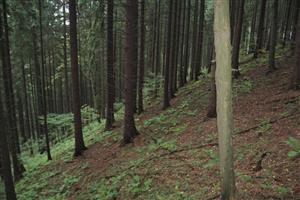 lesný porast v hornej časti línie