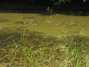 Kalná voda s Trapa natans a Ceratophyllum demersum.