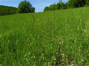 Bližší detail lúčneho porastu. 