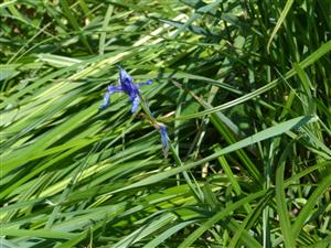 Iris sibirica