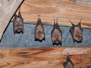 letná kolónia Rhinolophus hipposideros