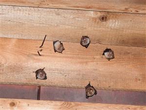 letná kolónia Rhinolophus hipposideros