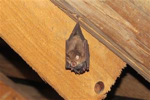 Rhinolophus hipposideros