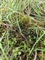 Hamatocaulis vernicosus