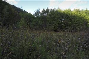 pohlad na plochu, ako pri mapovaní v 2014, lokalita značne zarástla jelšou