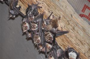 časť kolónie Myotis myotis