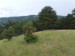 TMP2_TML_StenEura_004