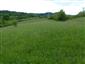 Nížinné a podhorské kosné lúky (18.5.2014)
