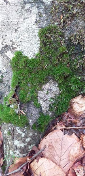 Dicranum viride na TMP12
