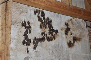 časť kolónie Myotis myotis