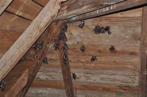 časť kolónie Myotis myotis