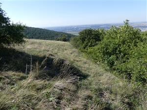 TMP2_TML_SagaPedo_010